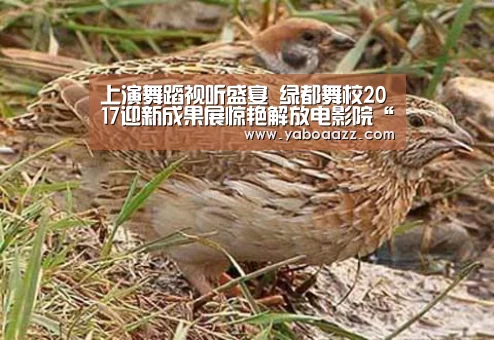 上演舞蹈视听盛宴 绿都舞校2017迎新成果展惊艳解放电影院“亚博体育”(图1) 上演舞蹈视听盛宴 绿都舞校2017迎新成果展惊艳解放电影院“亚博体育”(图1)